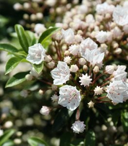 Kalmia mountain laurel