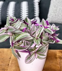 New Vogue™ Feeling Flirty™ Purple Tradescantia