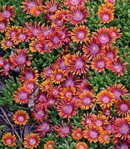 Fire Spinner® ice plant