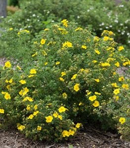 Happy Face® Yellow potentilla