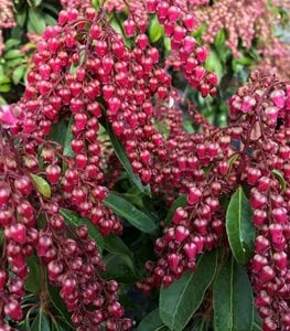 Interstella® Lily of the Valley shrub