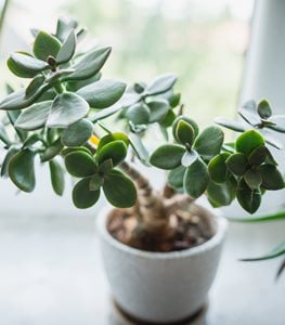 JADE PLANT