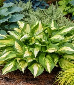 Shadowland® 'Miss America' hosta
