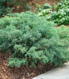 Montana Moss® juniper