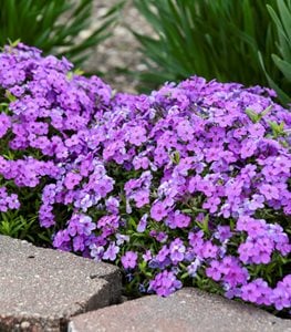 Purple Sprite Spring Phlox