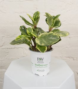 Savory Delights™ Salt and Pepper™ peperomia