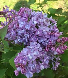 Scentara® Double Blue Lilac