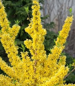 Show Off® forsythia