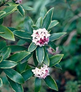 Daphne odora 'Aureomarginata'. Photo by Avalon / Alamy Stock Photo