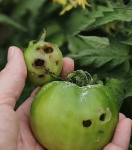 Tomato Plant Diseases, Pests, & Problems | Garden Design