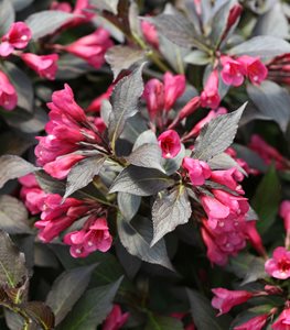 Spilled Wine® weigela