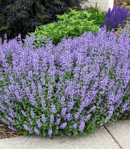 ‘Cat’s Meow’ catmint