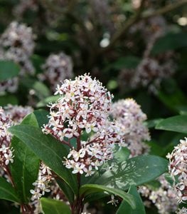 JAPANESE SKIMMIA
