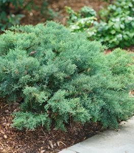Montana Moss Juniper