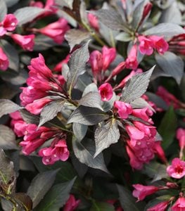 Spilled Wine® weigela
