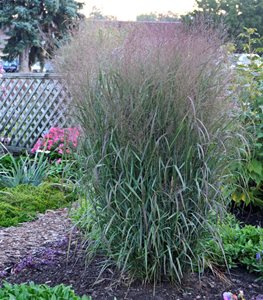 switchgrass