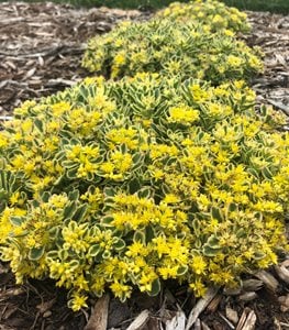 Rock 'N Low™ 'Boogie Woogie' ground cover sedum