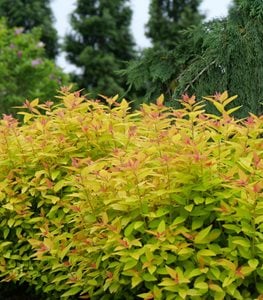 Double Play® Candy Corn® spirea