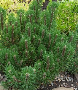 DWARF MUGO PINE