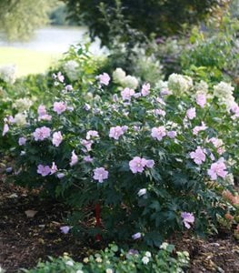 Pollypetite® ROSE OF SHARON