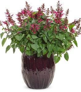 Rockin'® Fuchsia salvia