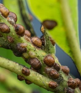 https://www.gardendesign.com/pictures/images/263x300Exact_64x0/site_3/scale-insects-on-branch-shutterstock-com_16484.jpg