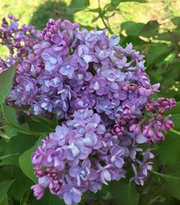 Scentara® Double Blue lilac