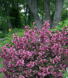 weigela