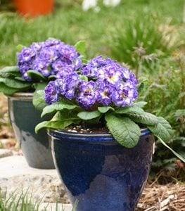 Bouquet Perfect™ 'Blue Ripples' primrose