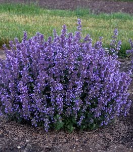 'Cat's Pajamas' catmint