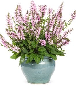 Color Spires® 'Pink Dawn' salvia