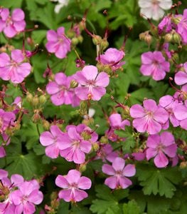 Cranesbill geranium