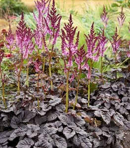 'Dark Side of the Moon' astilbe