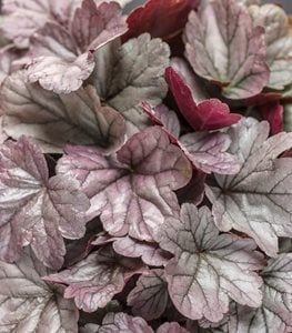 Dolce® 'Silver Gumdrop' coral bells