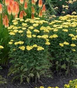 'Firefly Sunshine' Yarrow