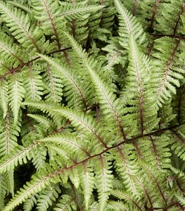 Japanese painted fern