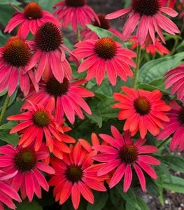 Summersong™ Firefinch™ coneflower