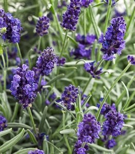 Sweet Romance® Lavender