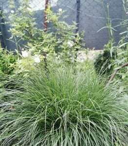 'Little Bunny' fountain grass