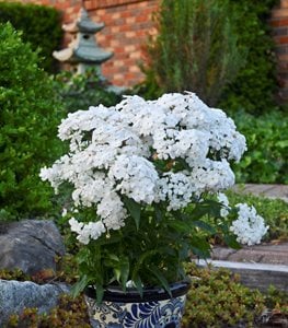'Opening Act White' phlox