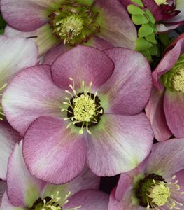 Honeymoon® Paris in Pink hellebore