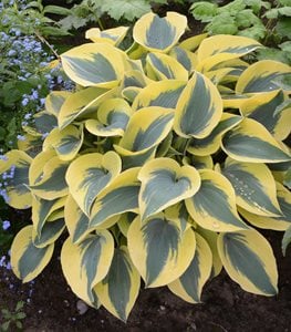 Shadowland® 'Autumn Frost' hosta