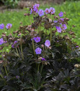 'Boom Chocolatta' cranesbill geranium