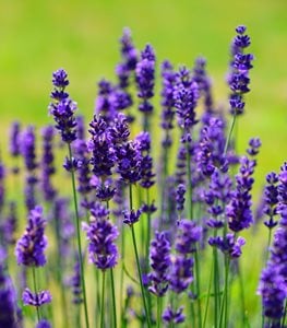 Lavender Plant Care - Ultimate Planting Growing Guide | Garden Design