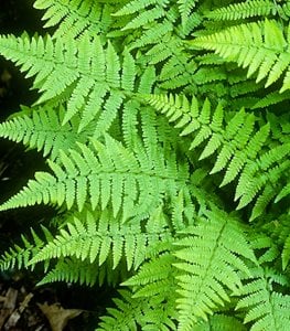 15 Top Fern Plants for Your Garden | Garden Design