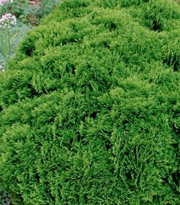'Danica' Arborvitae