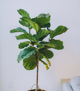 FIDDLE LEAF FIG