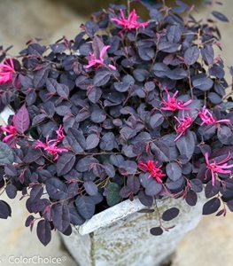 JAZZ HANDS MINI LOROPETALUM