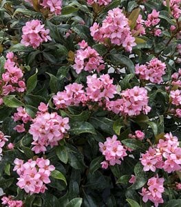 LA VIDA MAS™ INDIAN HAWTHORN