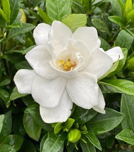 Pillow Talk® gardenia